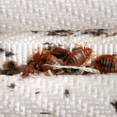 Bedbug Prevention