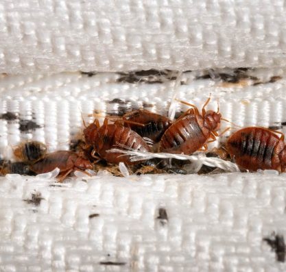 Bedbug Prevention