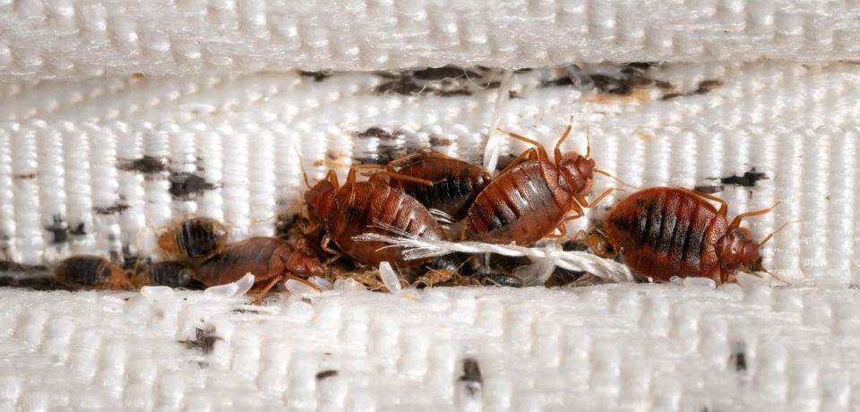 Bedbug Prevention