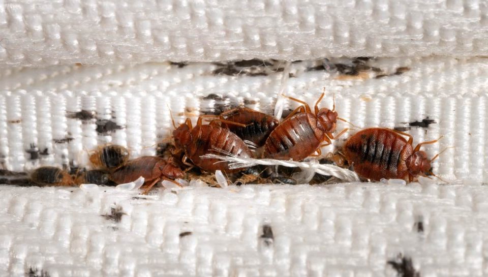Bedbug Prevention