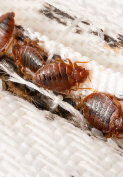 Bedbugs removal NAirobi