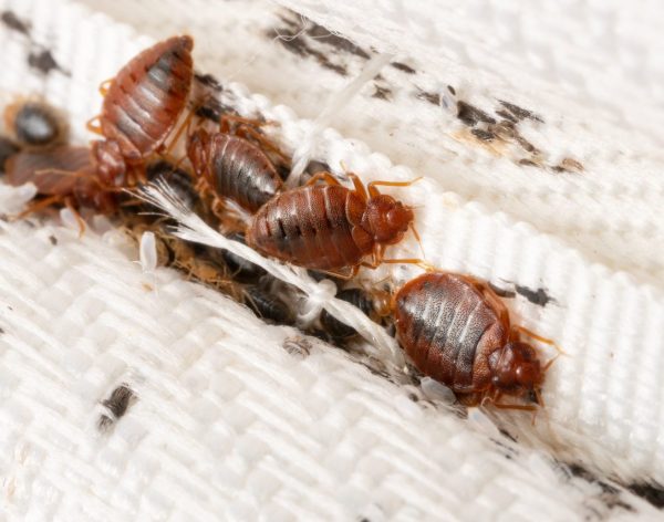 Bedbugs removal NAirobi
