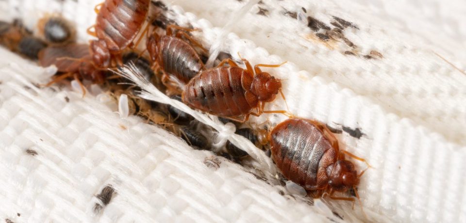 Bedbugs removal NAirobi