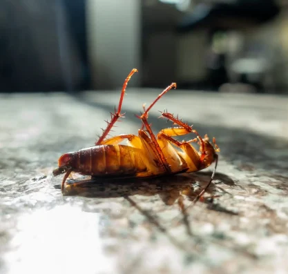 Cockroach Control Tips