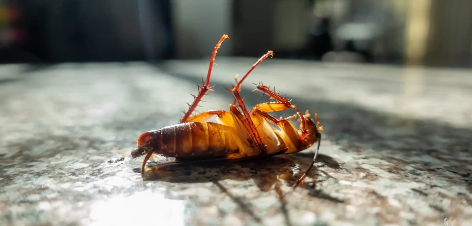 Cockroach Control Tips
