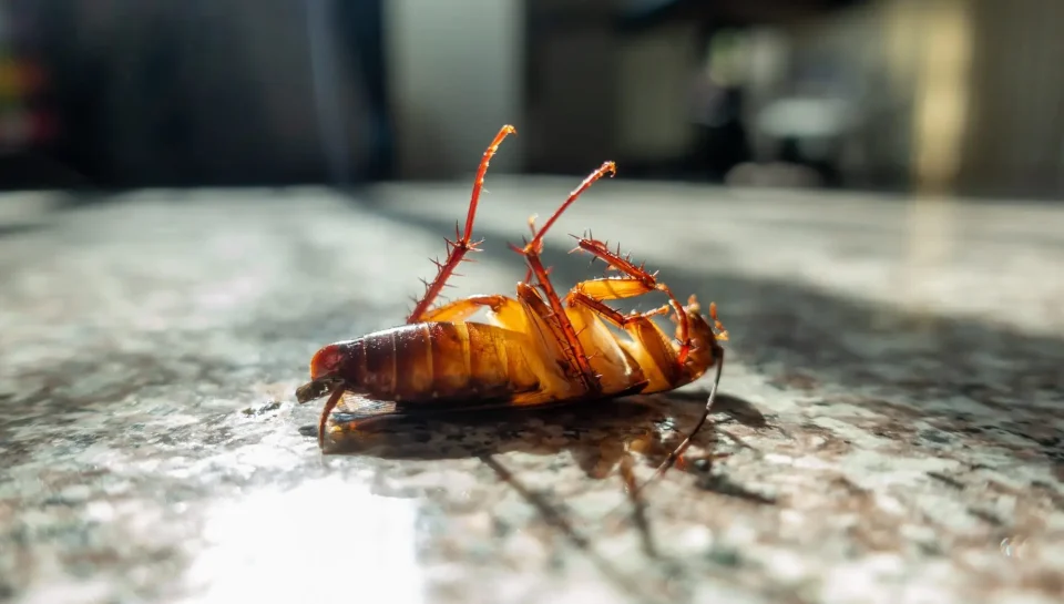 Cockroach Control Tips