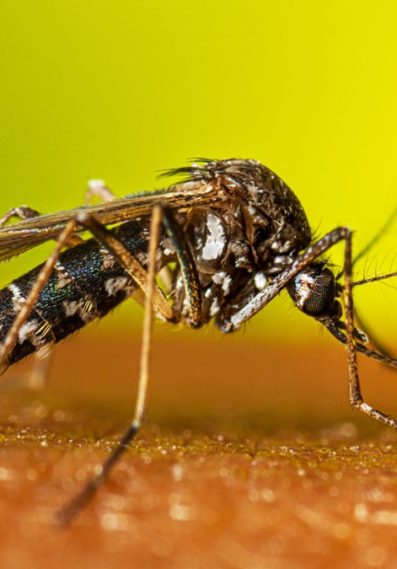 Mosquitoes Control