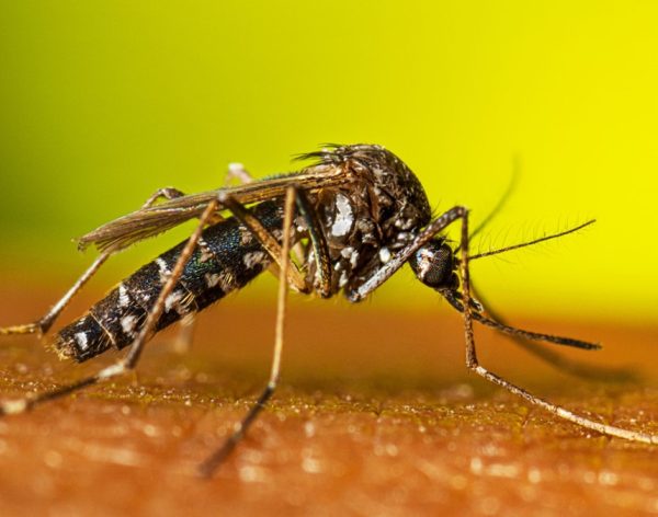 Mosquitoes Control