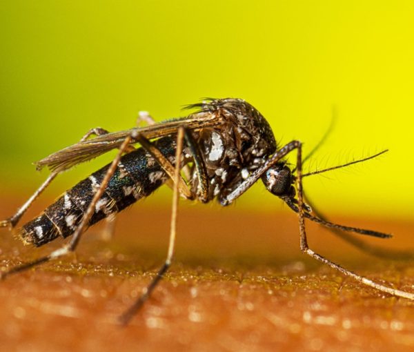 Mosquitoes Control