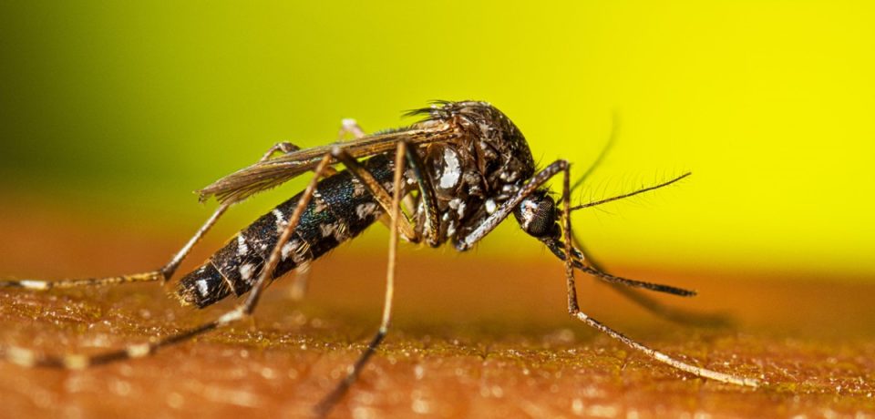 Mosquitoes Control