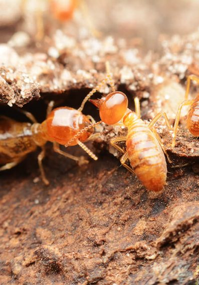 Termites Control