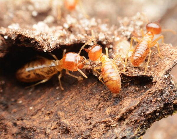 Termites Control