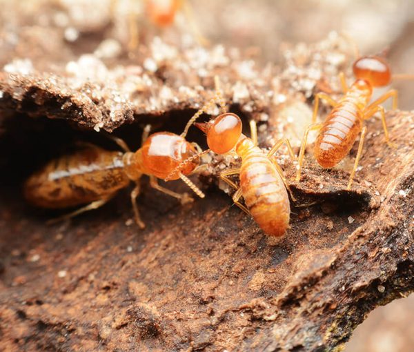Termites Control