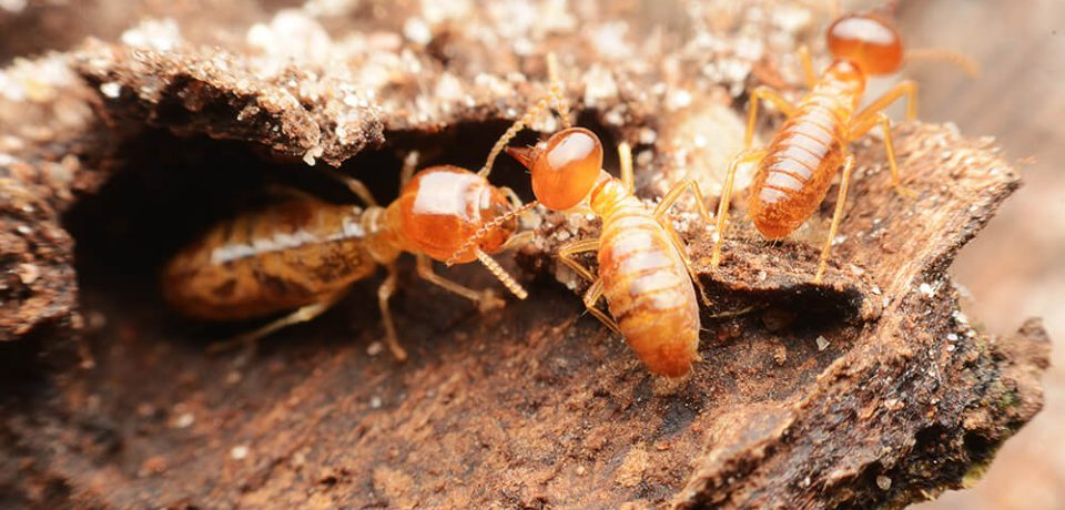 Termites Control