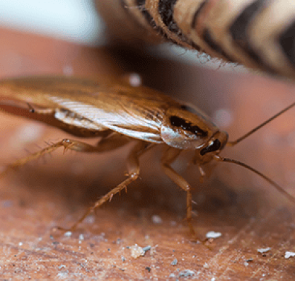 roaches control
