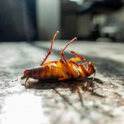Cockroach Control Tips Cockroach Control Tips